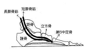 長短腓骨筋.JPG