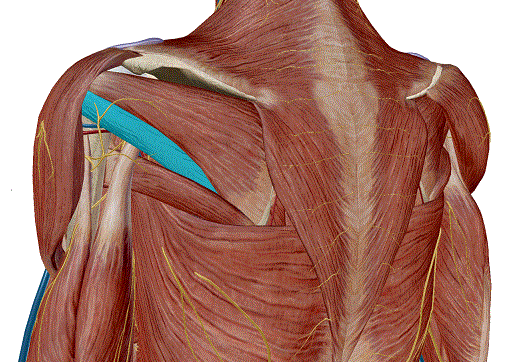 6-6-2019_shoulder_teres minor.gif