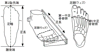 足の計測方法.gif